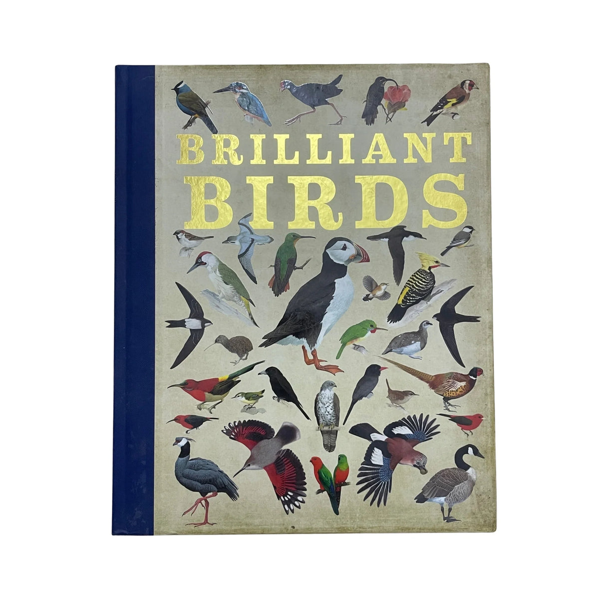 Brilliant Birds