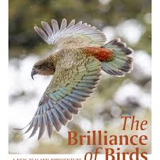 The Brilliance of Birds