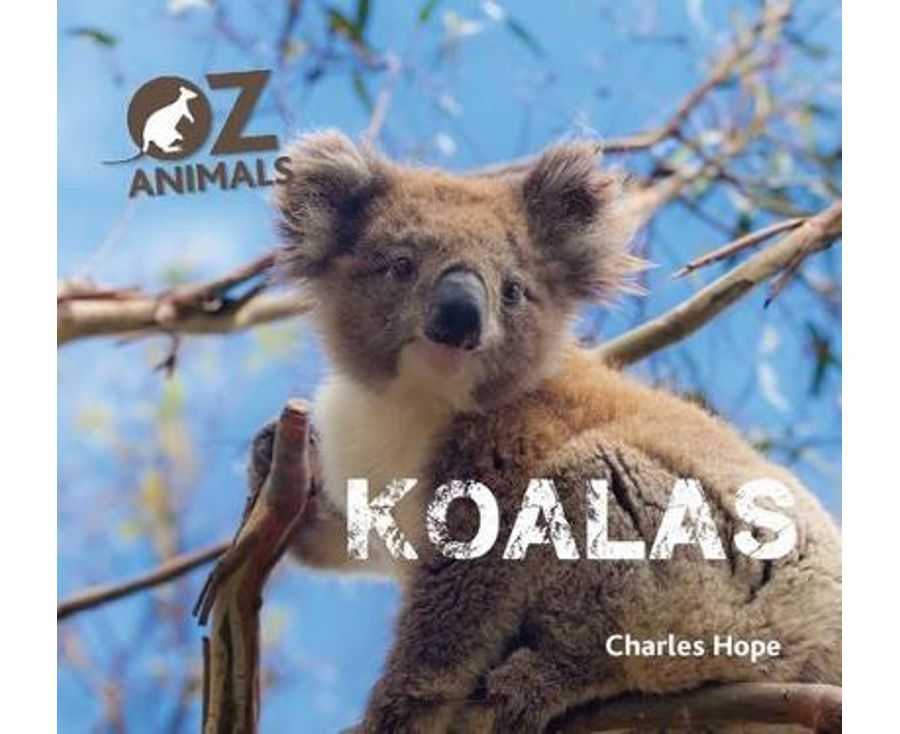 Koalas OZ Animals
